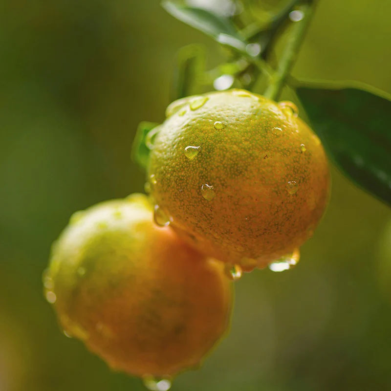 Ingenious Ginger Perfume Concentrate